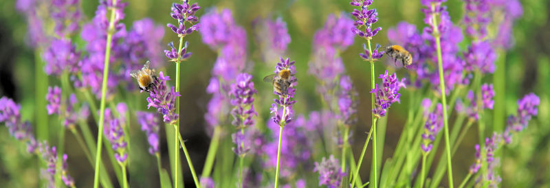 Lavender flowers blooming in a garden and honey bee collecting pollen in a panorama view