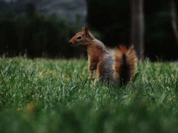 Close-up of squirrel on grassy field