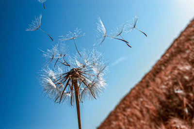 Close-up of dry plant against blue sky