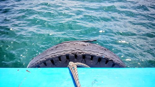 Close-up of turtle swimming in sea