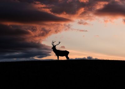 Silhouette horse on field against sky during sunset