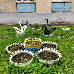 View of flowering plants in front of building