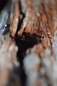 Close-up of wood