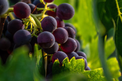 Close-up of grapes growing in vineyard