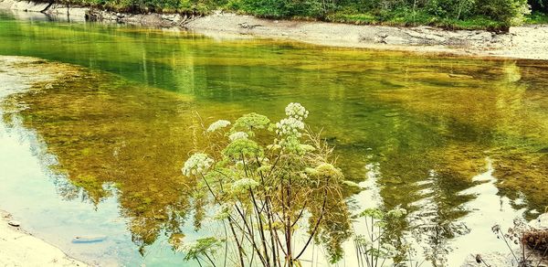 High angle view of plants in lake