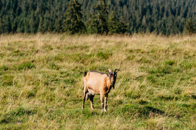 Horse standing in a field