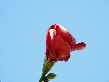 Close-up of red flowering plant against blue sky