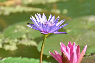 Close-up of purple water lily in lake