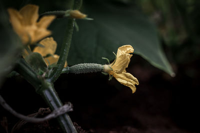 Close-up of dry leaves on plant