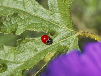 Close-up of ladybug on leaf