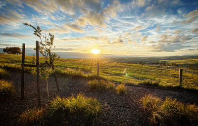 Scenic view of field against sky during sunset