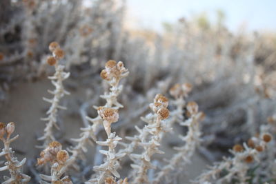 Close-up of plants against blurred background