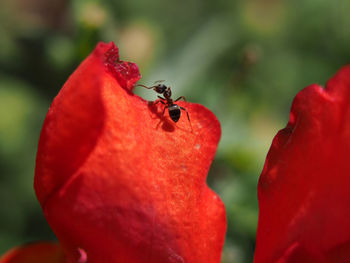 Close-up of insect on red flower