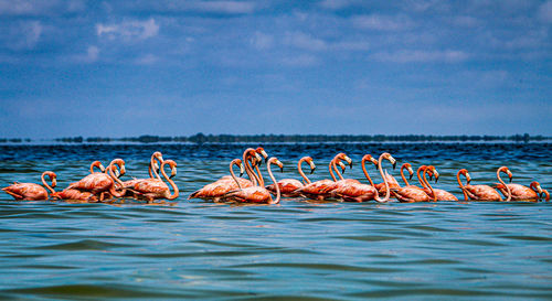 View of birds in sea against blue sky