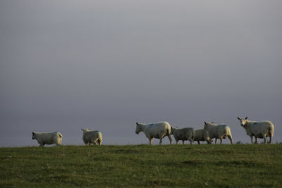 Flock of sheep in a field