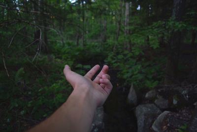 Cropped hand of man reaching trees