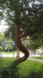 Close-up of tree trunk