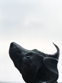 Close-up portrait of horse against sky