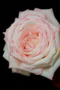 Close-up of pink rose