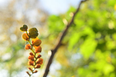 Low angle view of fruits on tree