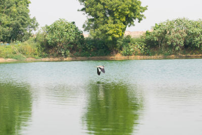View of bird in lake
