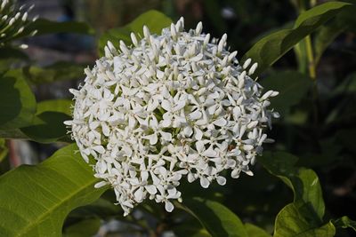 Close-up of white flowering plant