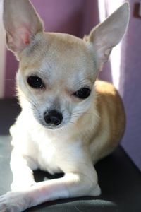 Close-up portrait of dog