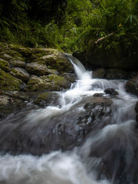 Scenic view of waterfall in forest