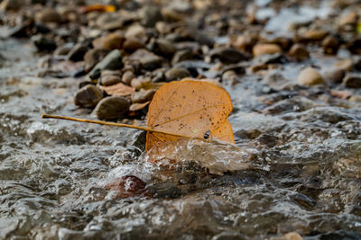 Close-up of dry leaf on rock