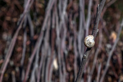 Close-up of snail on plant