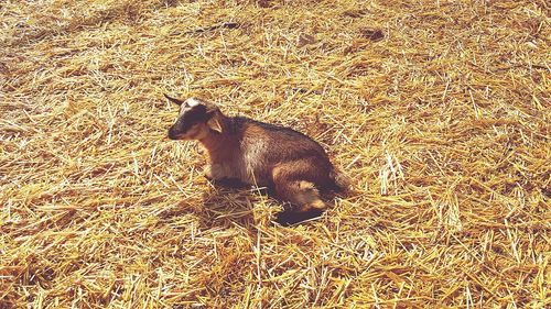 High angle view of horse on field