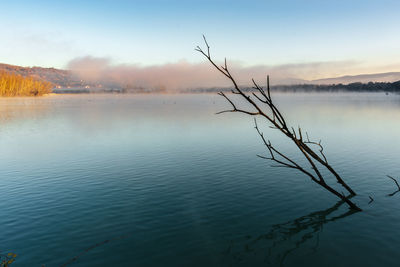 Bare tree by lake against sky