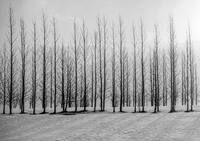 Trees in park