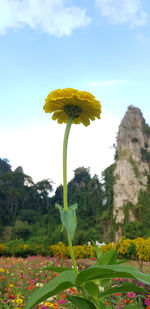 Close-up of yellow flowering plant on land against sky