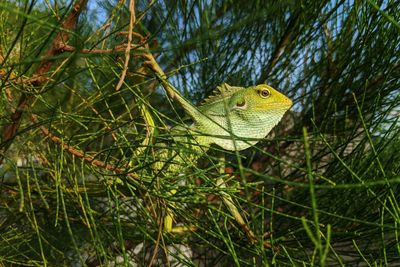 Close-up of a lizard on tree