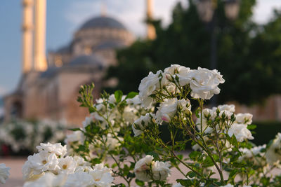 Close-up of white flowering plant against building