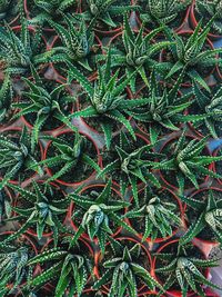 Full frame shot of plants