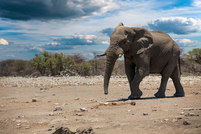 Elephants on field against sky