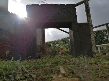 Flowers hanging from tree against sky