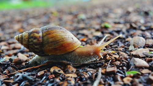 Close-up of snail on land