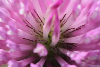 Close-up of pink flower