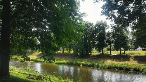 Trees by lake against sky