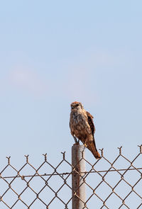 Low angle view of bird perching on fence against sky