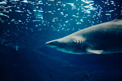 Fish swimming in sea