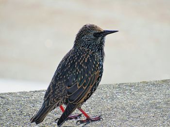 Close-up of starling perching on retaining wall