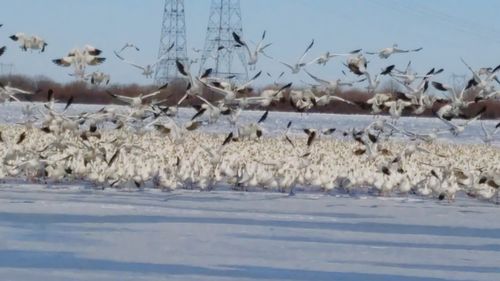 Flock of birds against sky