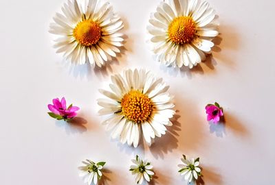 Close-up of flowers