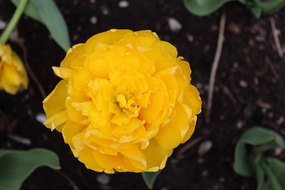 Close-up of yellow flowering plant