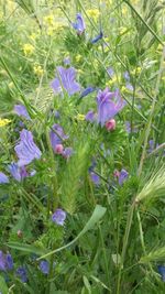 Close-up of purple flowers