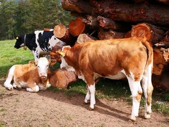 Cows in a field